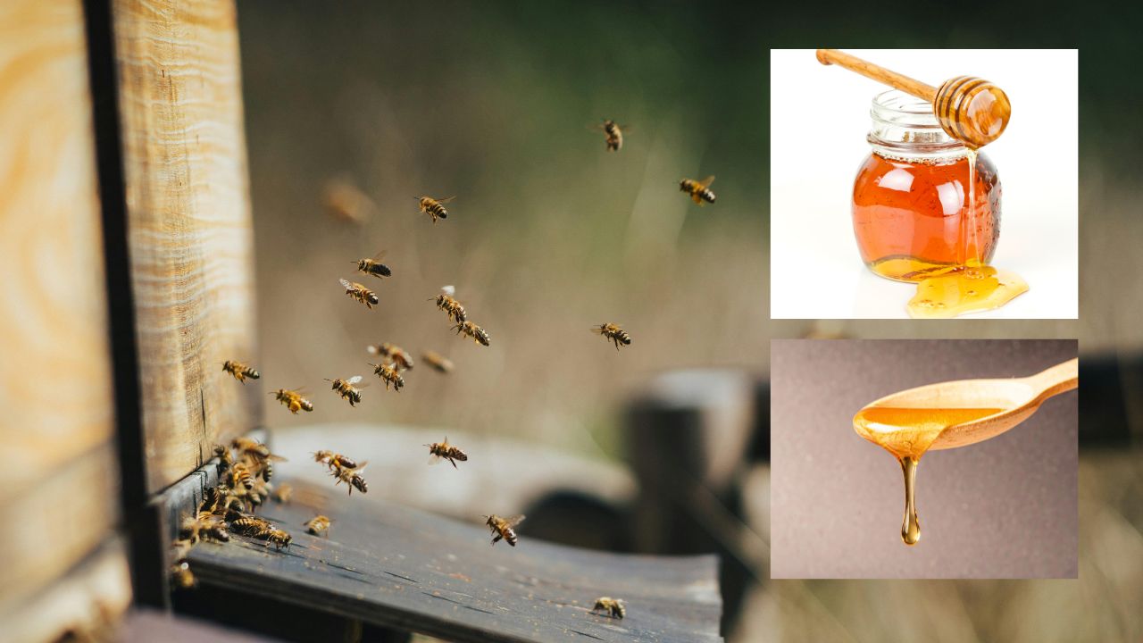 Bee Farming
